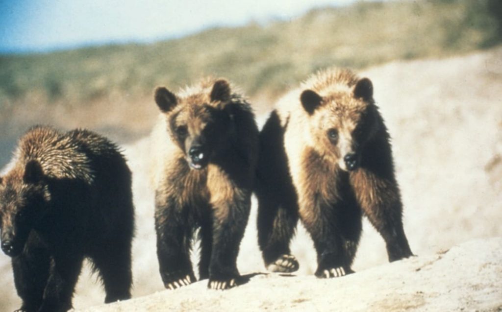 Two Yearling Grizzly Bears Found Dead @ Grand Teton National Park.
