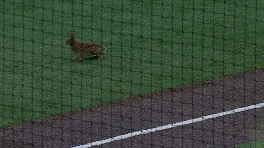 Furry, feathered and winged: Creatures run loose in stadiums
