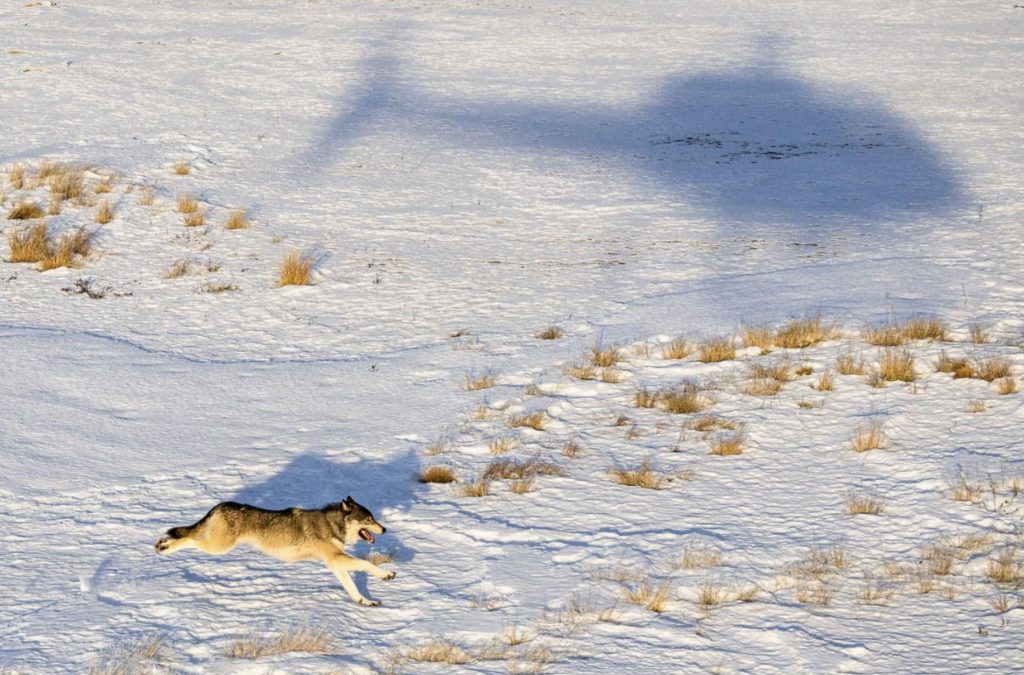 Parks and Wildlife’s Decision to Lethally Remove Gray Wolf Deemed ‘Very Difficult’ Parks and Wildlife’s Decision to Lethally Remove Gray Wolf Deemed ‘Very Difficult’