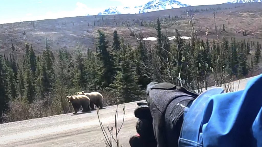 Mountain Biker Stays Strong During Intense Grizzly Bear Standoff @ Denali National Park