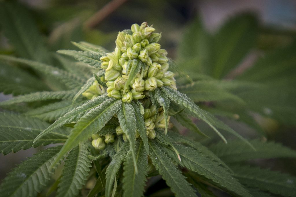 How to Find the Best CBD Hemp Flower Near Me