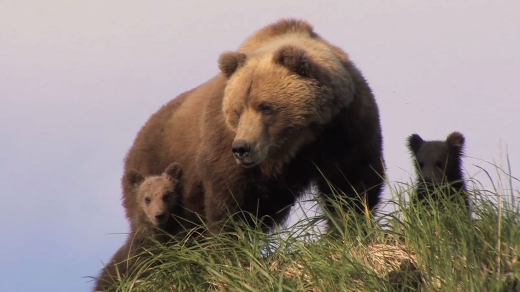 Can Better Signage Save Bears From Fatalities Along Roadways? Can Better Signage Save Bears From Fatalities Along Roadways?
