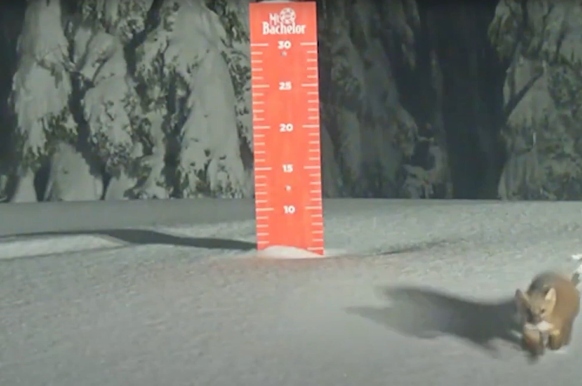 Pacific Marten Spotted On Mt. Bachelor’s Webcam