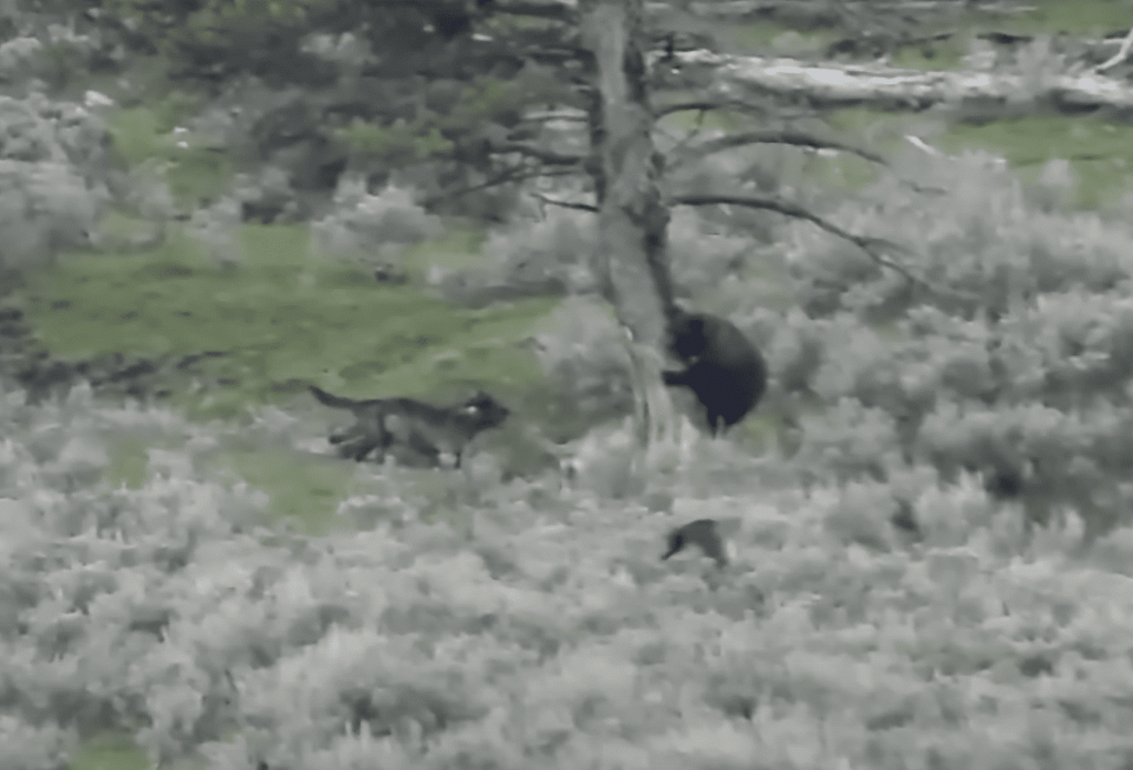 WATCH: Wolves Force Bear Up Tree In Yellowstone National Park WATCH: Wolves Force Bear Up Tree In Yellowstone National Park