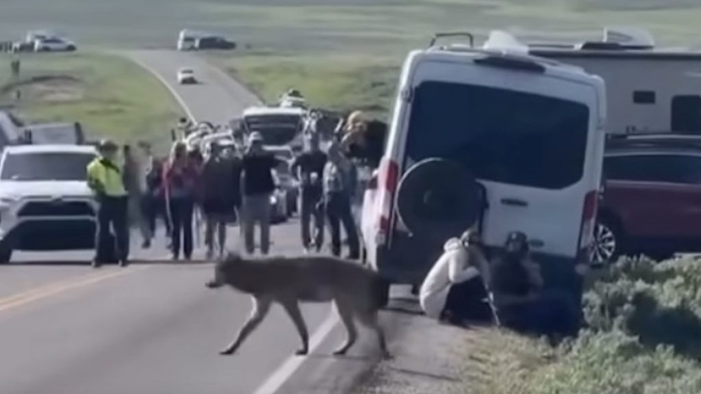 Yellowstone’s Lone Wolf Shocks Tourists in Close Encounter “Are You Kidding Me”