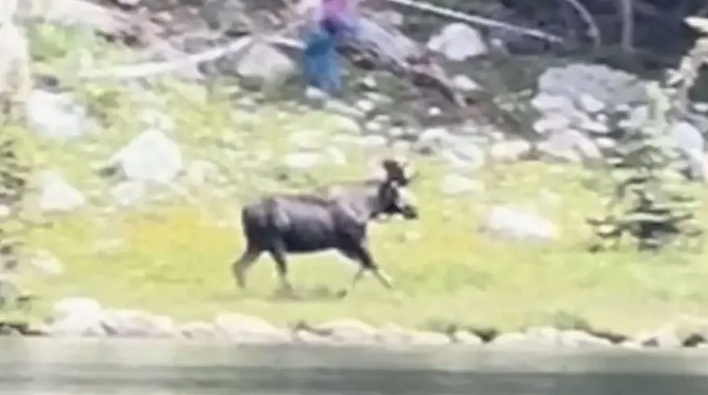 Colorado Hikers Charged By Bull Moose