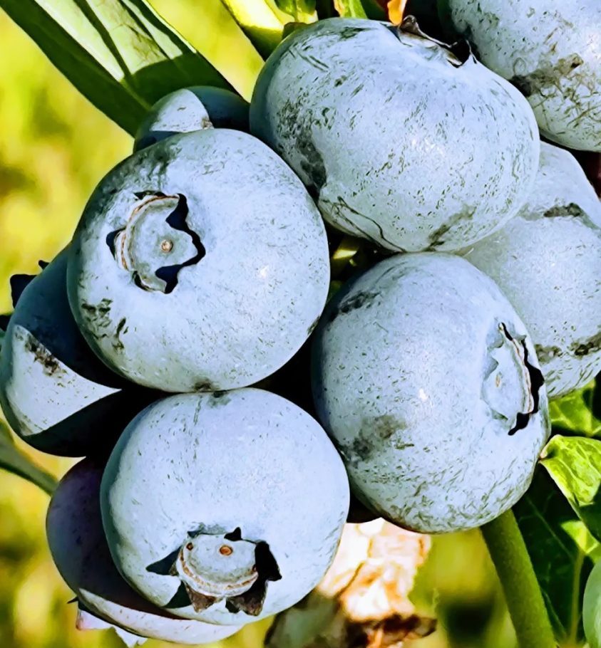 Blueberry Season! Blueberry Season!