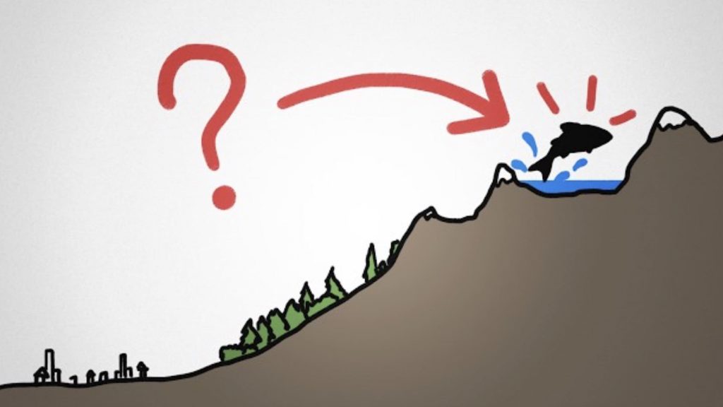How Do Fish Get Into Isolated Lakes High In The Mountains? How Do Fish Get Into Isolated Lakes High In The Mountains?