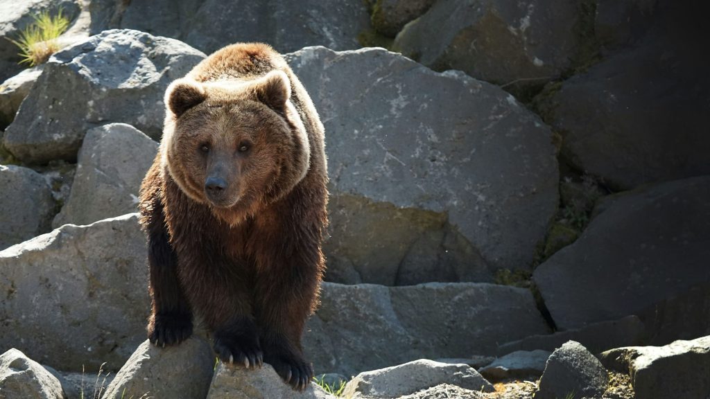 Grizzly Bear Attack In British Columbia Leaves Man Injured Grizzly Bear Attack In British Columbia Leaves Man Injured