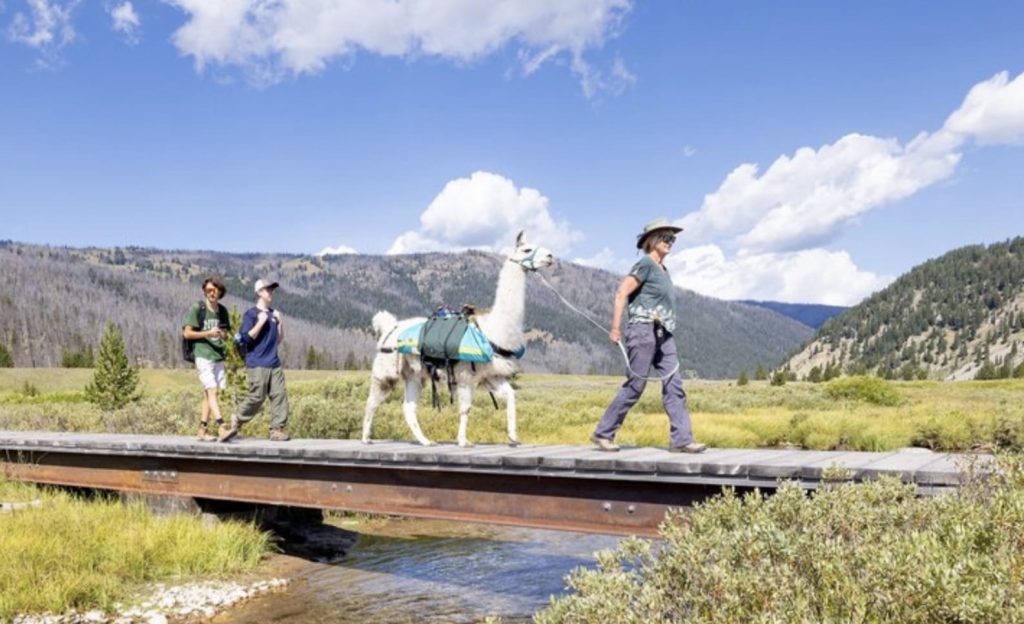 Did You Know You Can Hire Llamas To Carry Your Stuff Around Yellowstone National Park? Did You Know You Can Hire Llamas To Carry Your Stuff Around Yellowstone National Park?