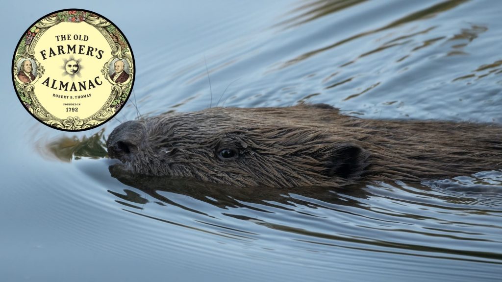 10 Ways Animals Predict A Cold and Snowy Winter According to the Old Farmers’ Almanac