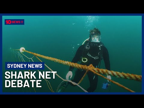 Debate Rages Over Efficacy Of Sydney’s Shark Nets | 10 News+ Debate Rages Over Efficacy Of Sydney’s Shark Nets | 10 News+