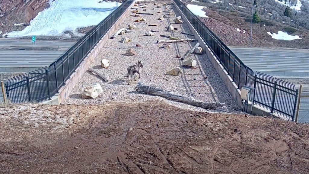 ‘Good News We Could All Use’: Utah Shares Positives From Wildlife Bridge ‘Good News We Could All Use’: Utah Shares Positives From Wildlife Bridge