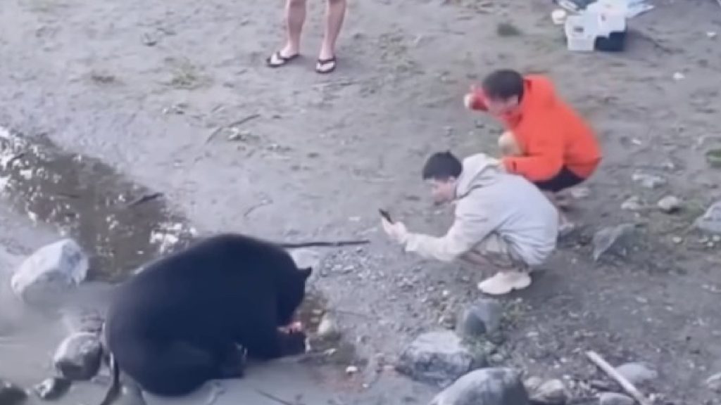 Yellowstone National Park Tourists Harass Black Bear
