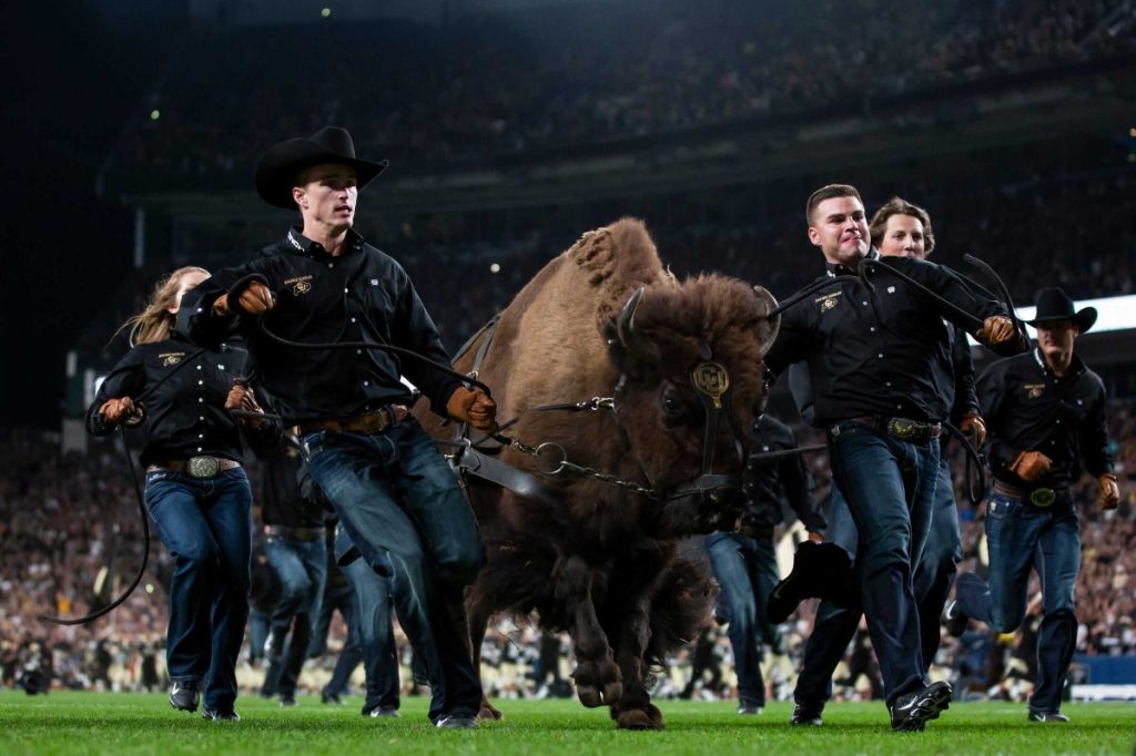 Meet the new Ralphie: Latest Colorado mascot to make debut against Wyoming on Saturday