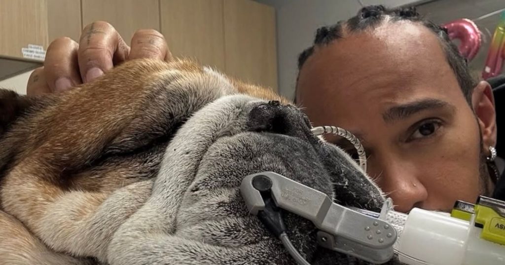 Lewis Hamilton: Roscoe health update after Ferrari star pulled out of Formula 1 event