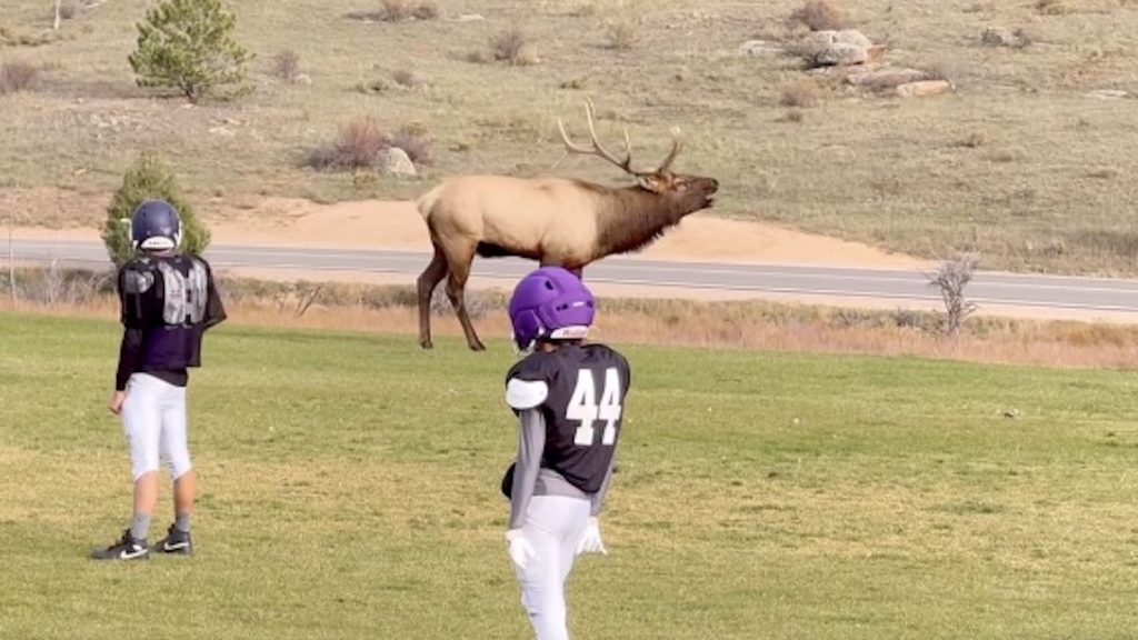 Rutting Elk Disrupts Youth Football Practice In Colorado