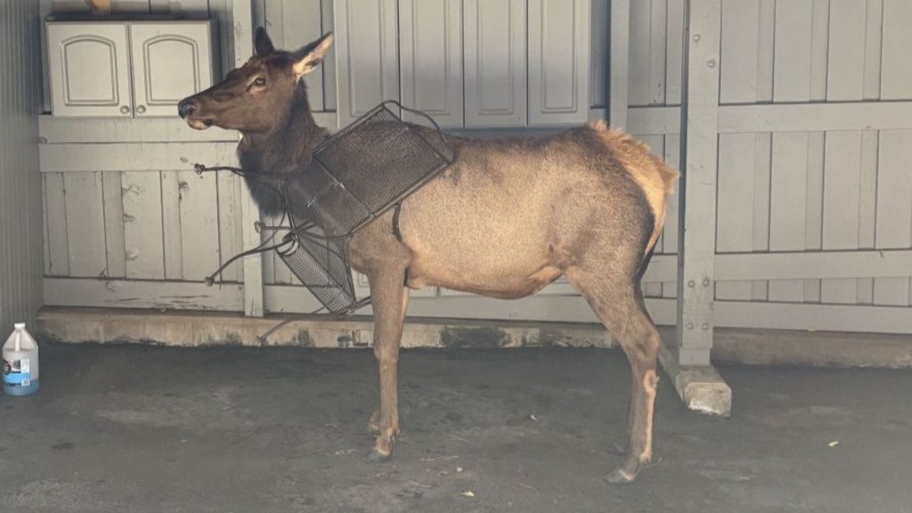 Colorado Wildlife Officials Urge The Public To Remove Tangle Hazards From Yards