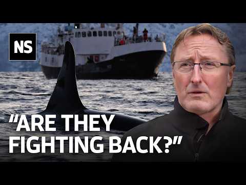 Scientists Explain the Mysterious Orca Boat Attacks | New Scientist