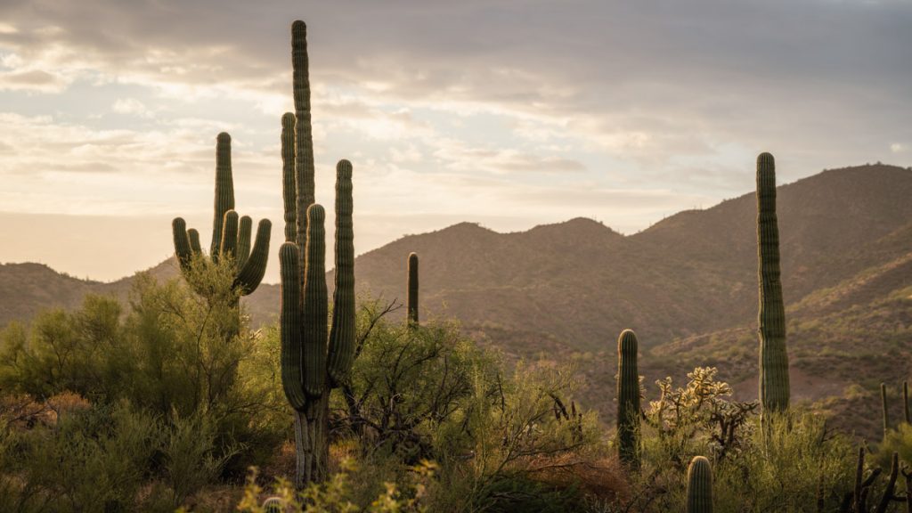 Moving Past Mental Lows at the 2025 Javelina 100 Mile