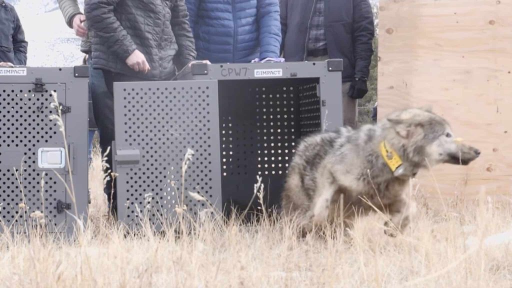 Another Translocated Wolf Has Died In Colorado