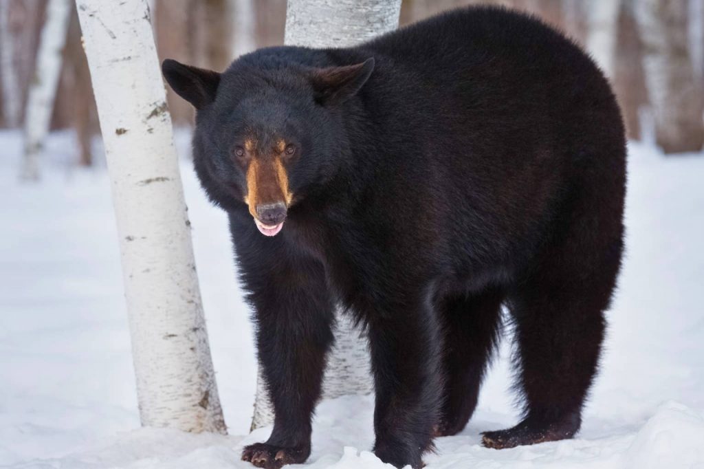 Sleeping Vermont Skier Startled by Bears (Video)