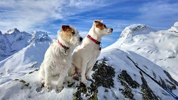 A Tribute to Our Legendary Ski Touring Jack Russell A Tribute to Our Legendary Ski Touring Jack Russell