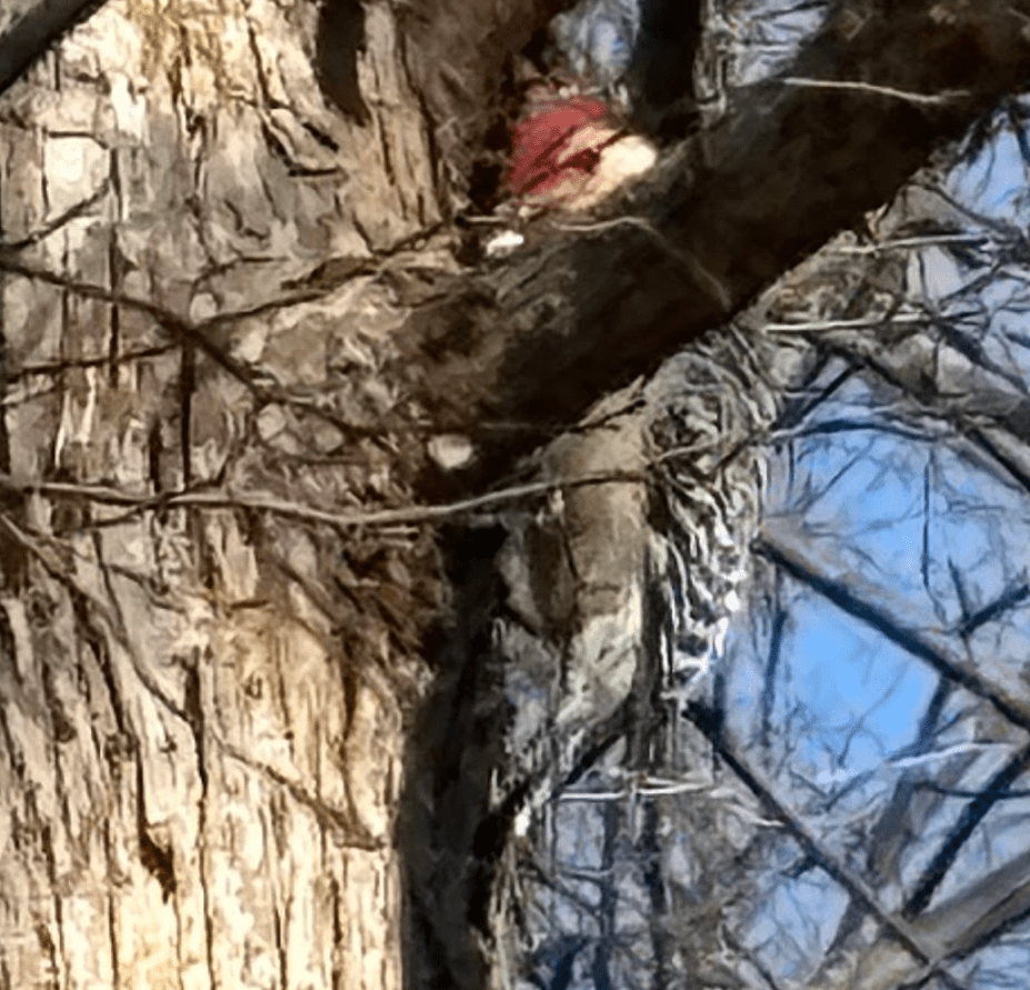 How Much Wood Would A Woodpecker Peck? How Much Wood Would A Woodpecker Peck?