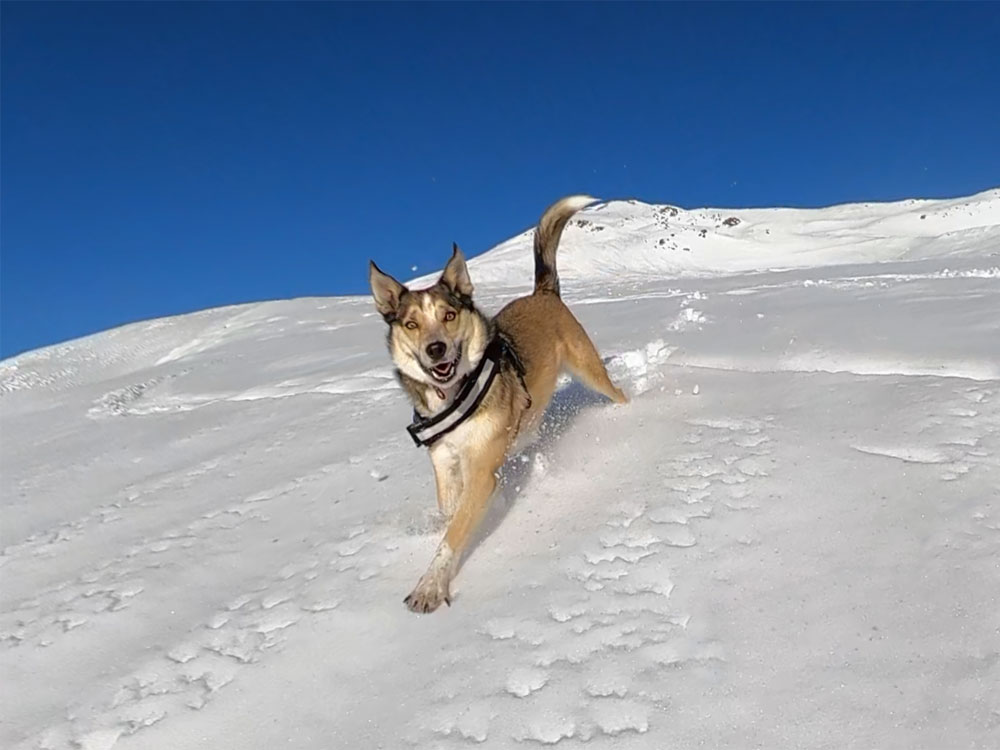 Watch Our Dog Enjoy a Ski Tour in Powder Watch Our Dog Enjoy a Ski Tour in Powder