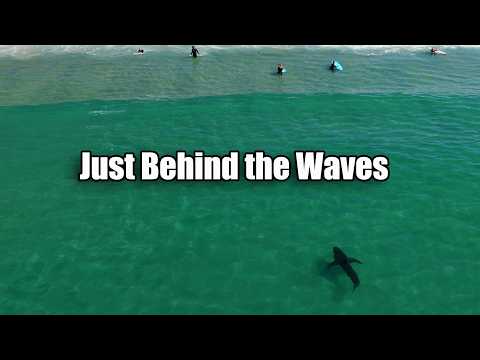 They Were Focused on the Drone…Not the Sharks | The Malibu Artist They Were Focused on the Drone…Not the Sharks | The Malibu Artist