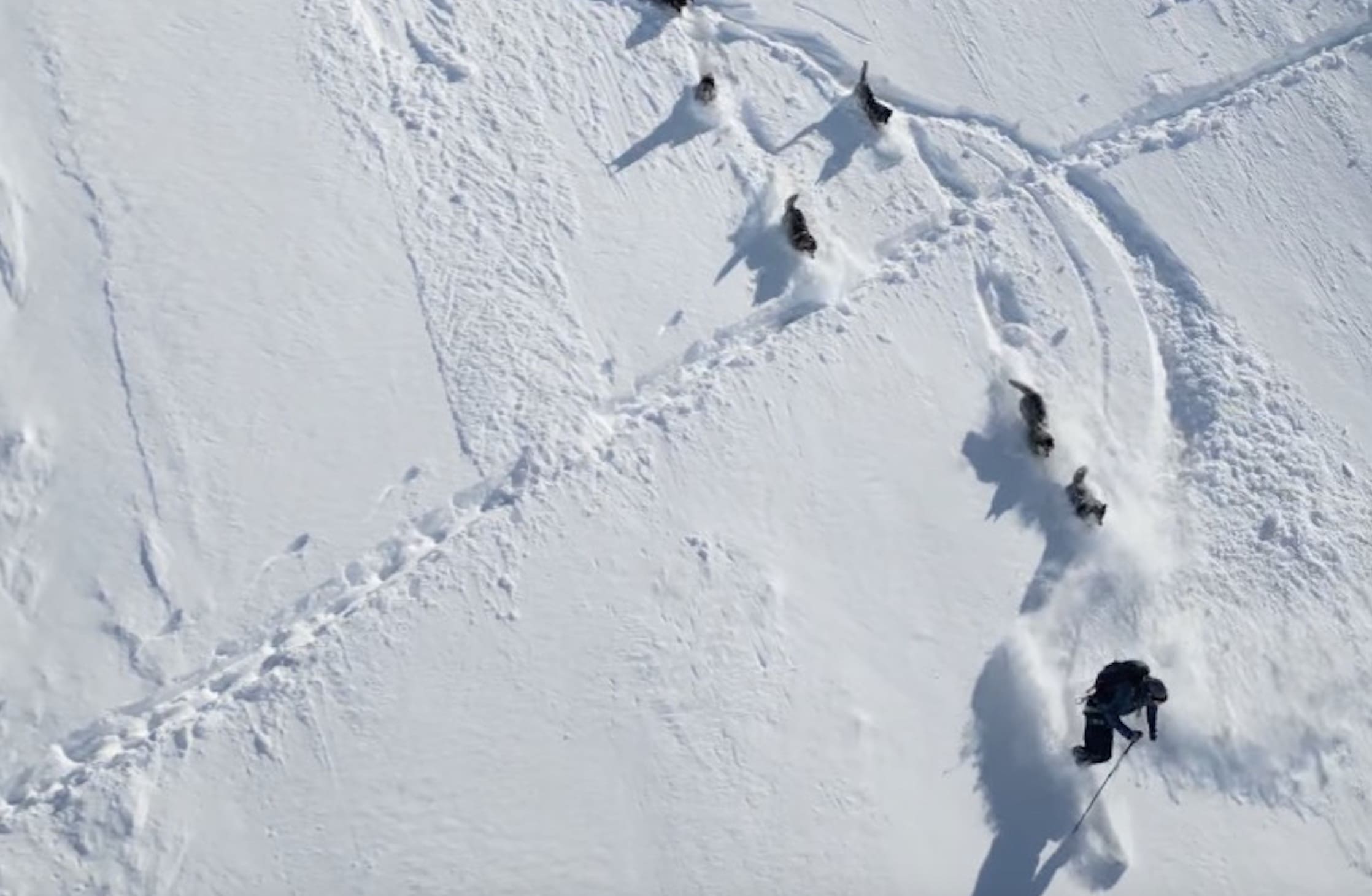 Austrian Guide Service Allows You To Ski Alongside A Pack Of Huskies