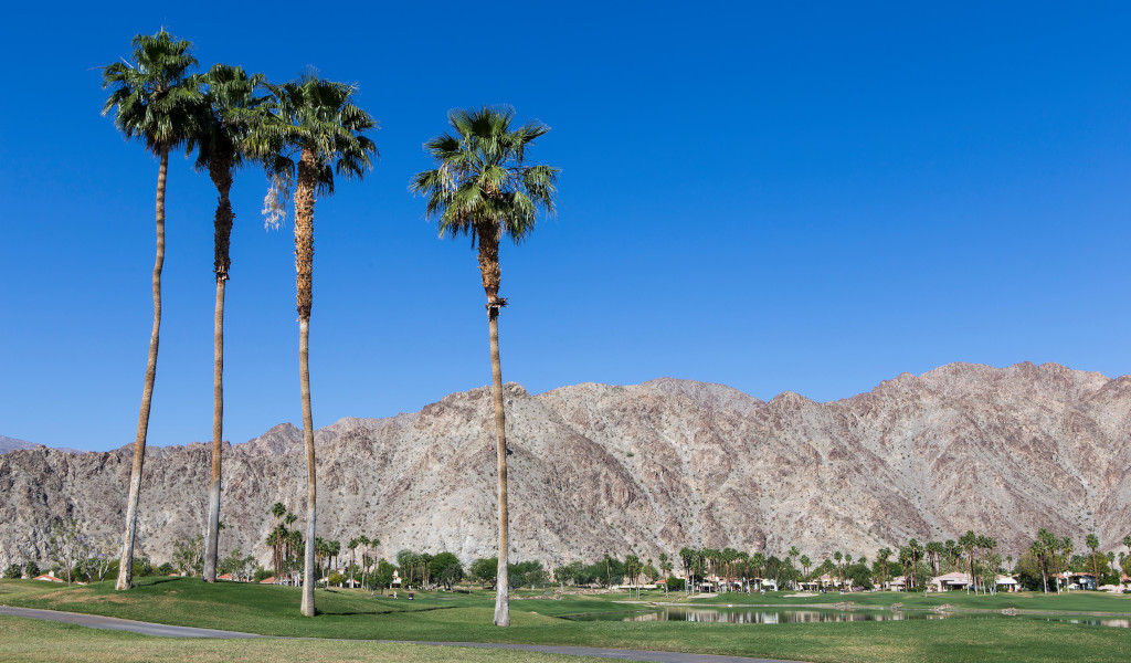WATCH: Golfer tries to play out from behind cactus – with hilarious consequences