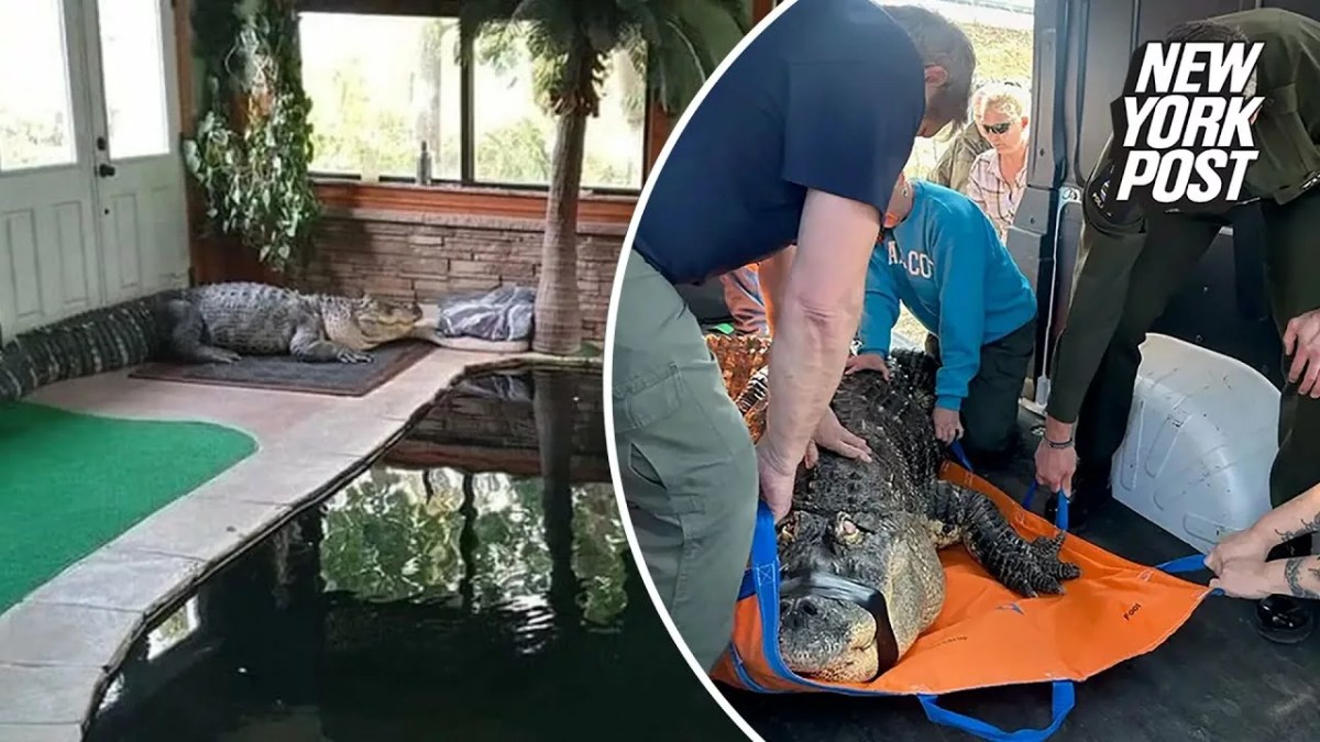 Ailing 750-Pound Alligator Seized From NY Home After Gentle Giant Would Swim With Kids | New York Post Ailing 750-Pound Alligator Seized From NY Home After Gentle Giant Would Swim With Kids | New York Post