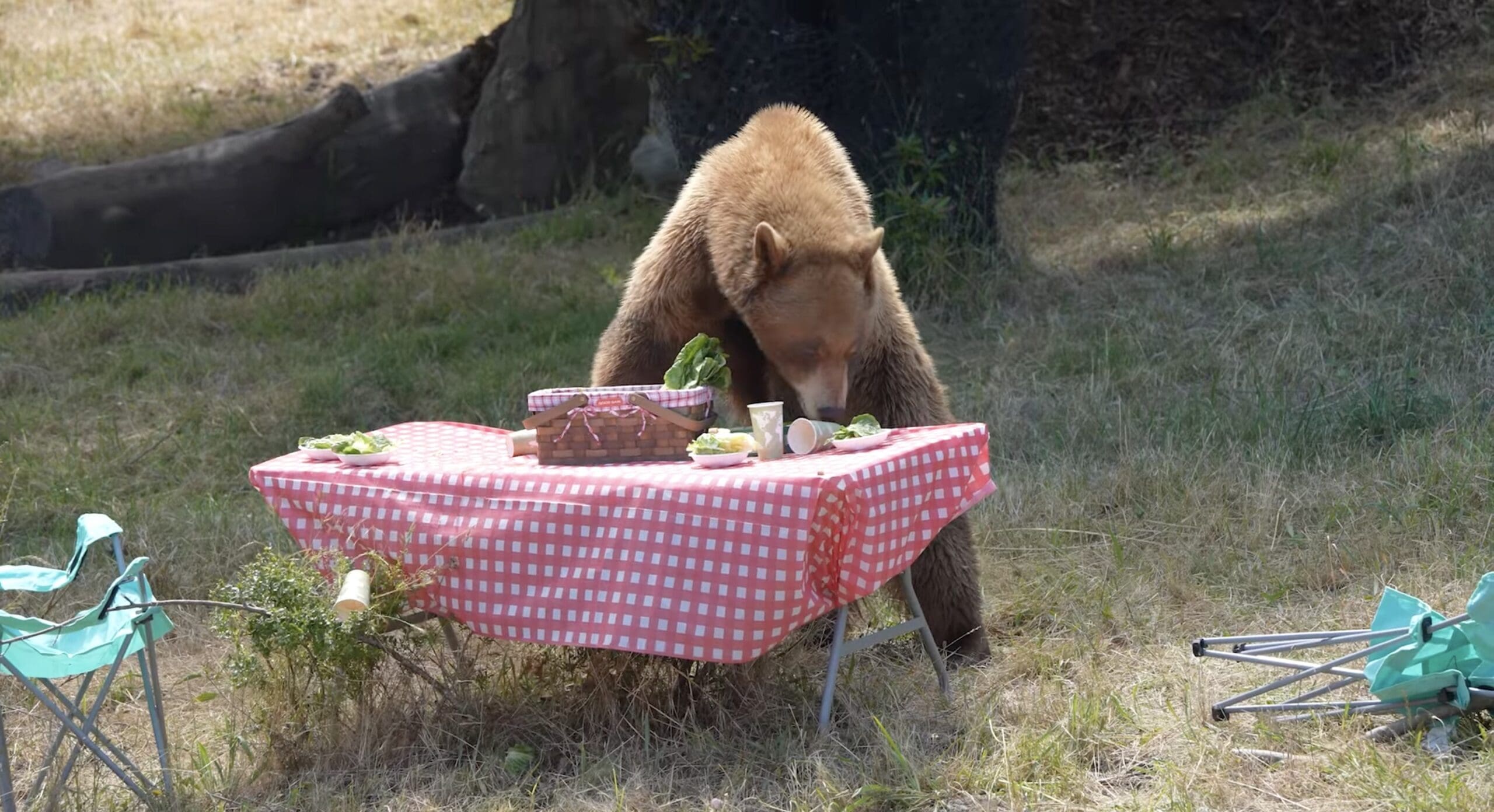 WATCH: Black Bears Rip Apart Mock Campsite At The Oakland Zoo