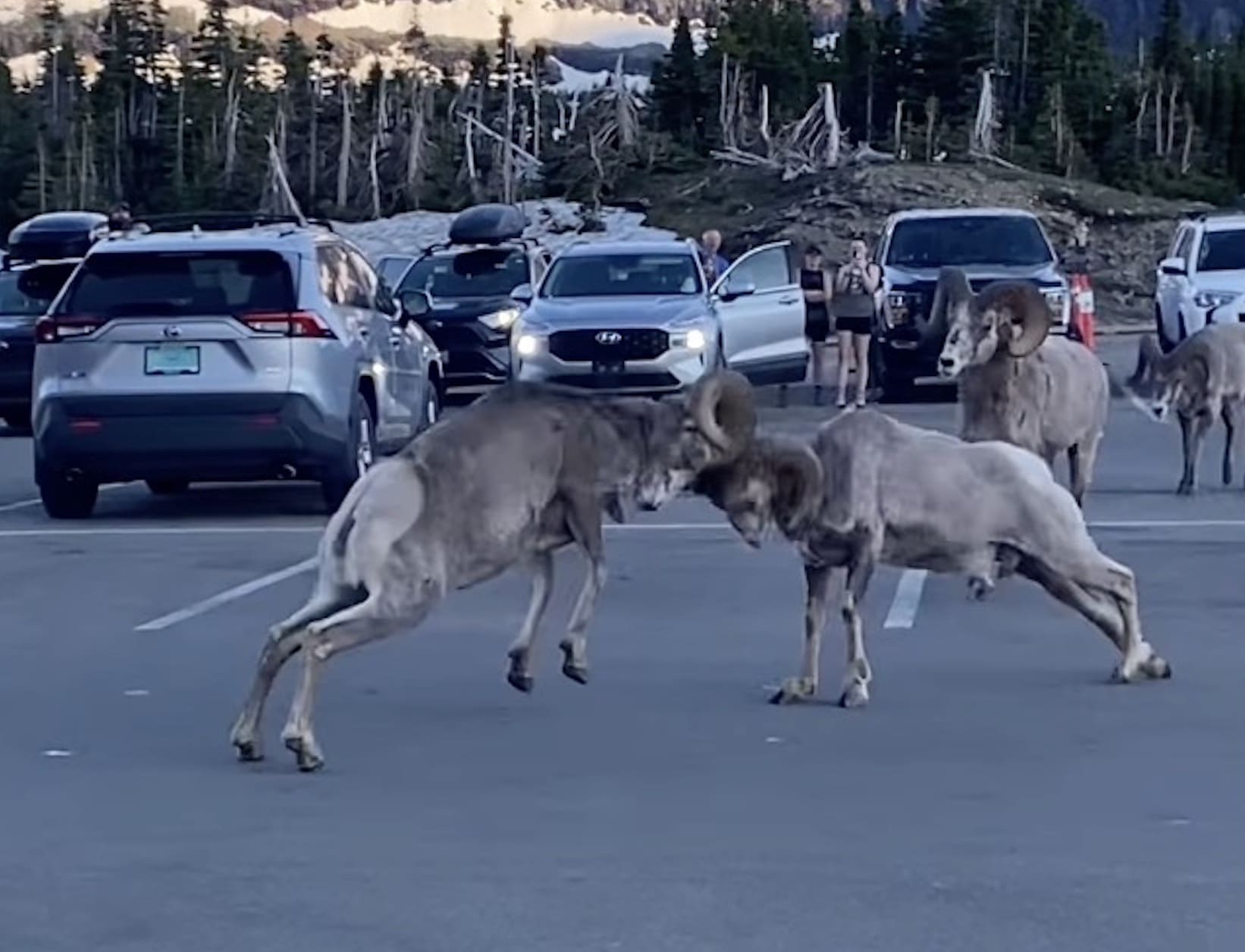 Tourists Spectate As Bighorn Sheep Battle @ Glacier National Park