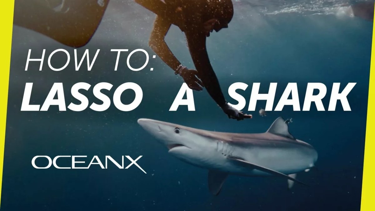 Swimming With Blue Sharks to Save Them | OceanX