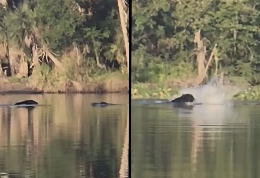 Black Bear Fights Off Attacking Alligator In Florida River