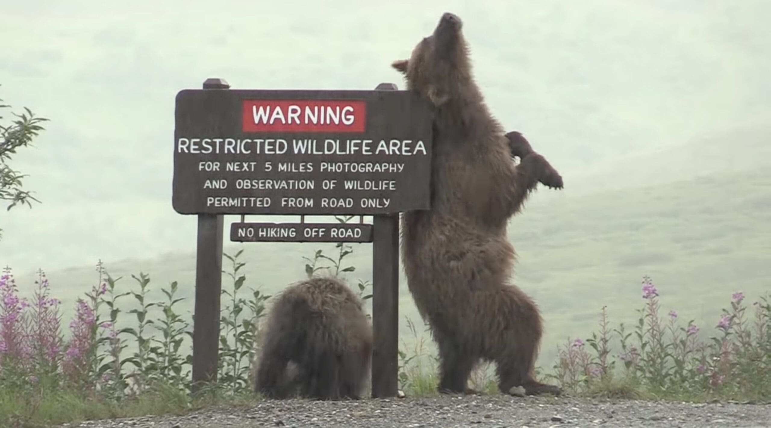 Grizzly Bear & Cubs Scratch An Epic Itch On Denali National Park Wildlife Sign