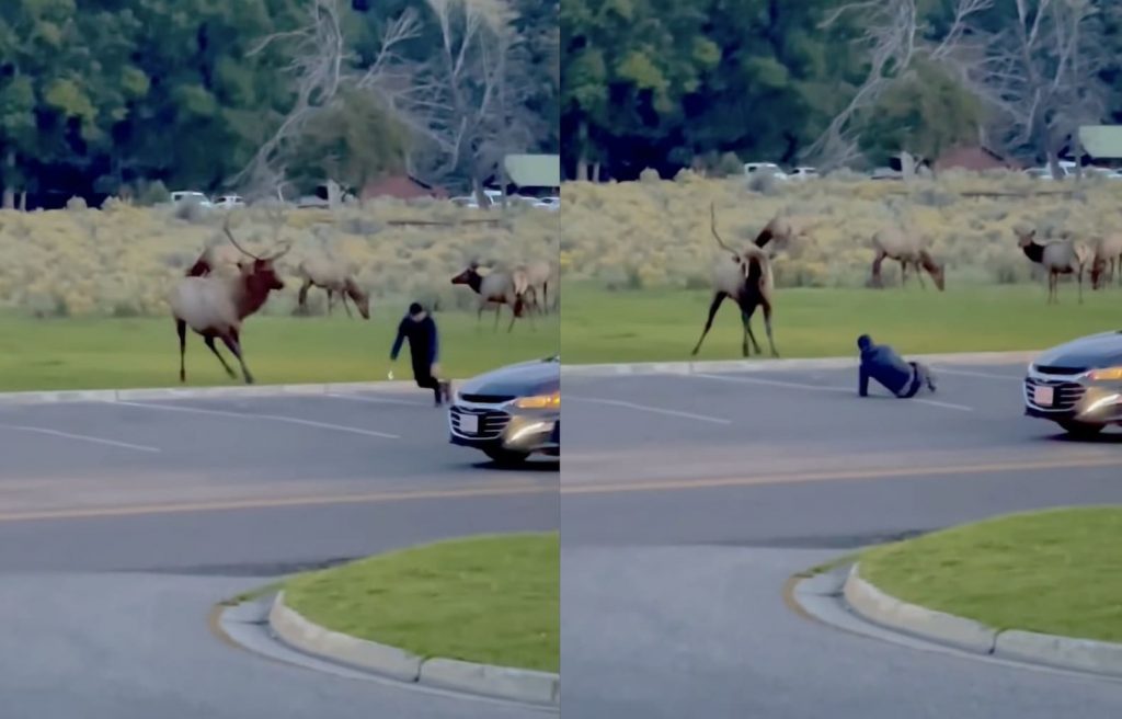 Tourist Sent Stumbling By Charging Bull Elk