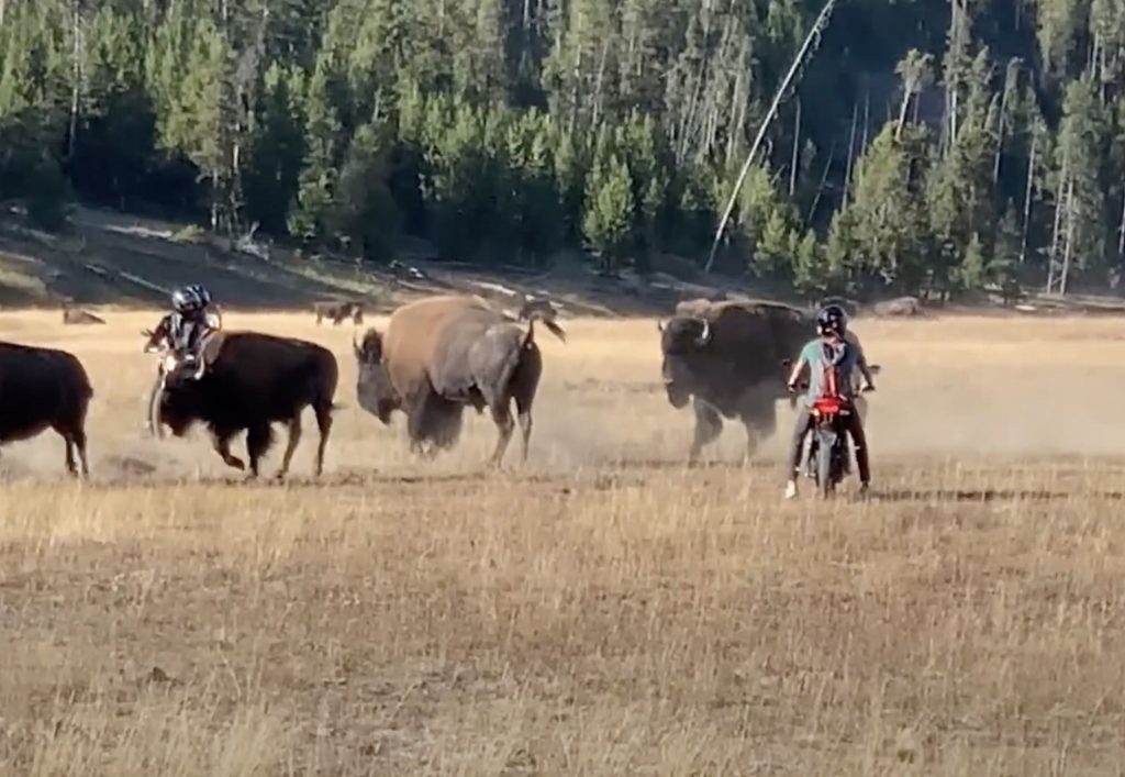 Motorcyclists Harass Bison Herd @ Yellowstone National Park