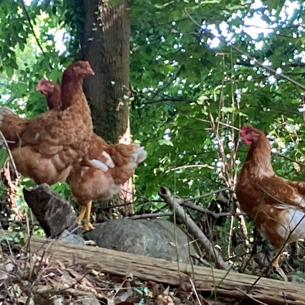 Playing Chicken