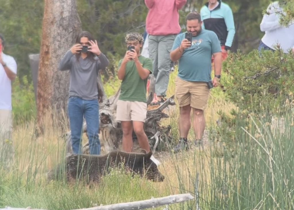 Tourists Block Grizzly Bear From Crossing Road @ Yellowstone National Park