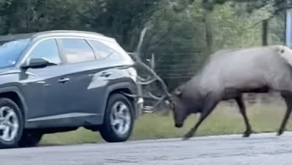 Elk Batters Passing Car After It Moves Between Bull And Harem Elk Batters Passing Car After It Moves Between Bull And Harem
