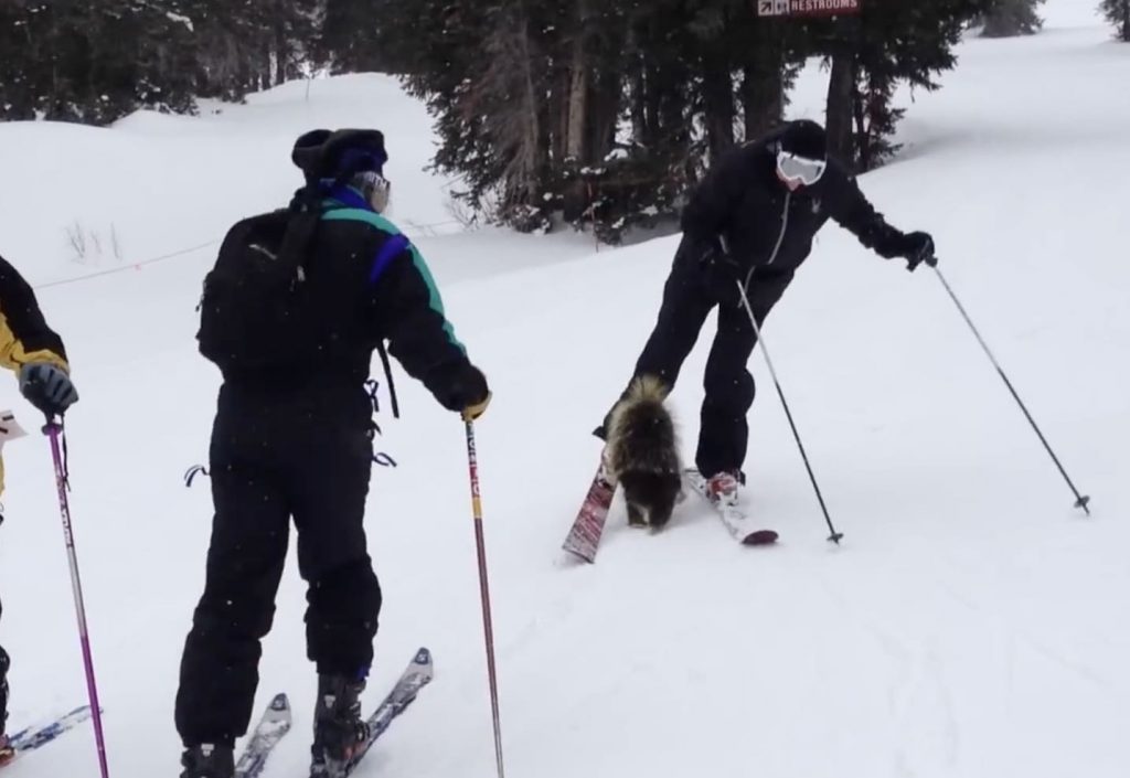 Feisty Porcupine Bites Skier’s Leg At Alta Feisty Porcupine Bites Skier’s Leg At Alta