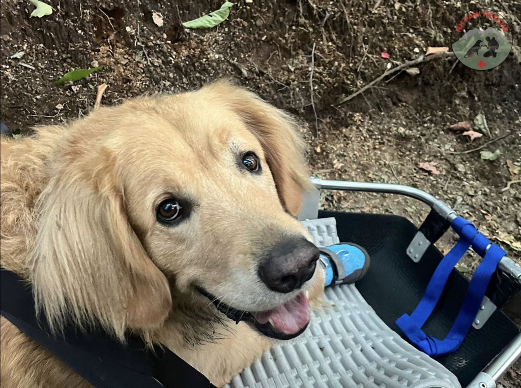 Golden Retriever Saved By Dog Hiking Rescue Group