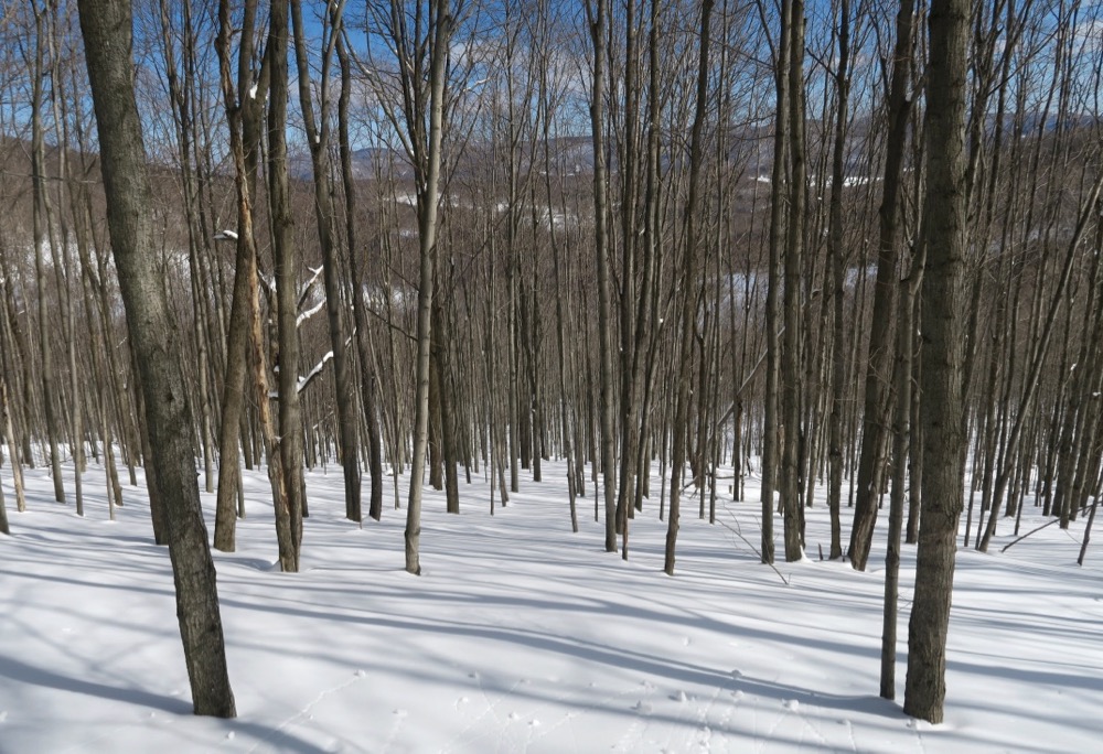 Plattekill Tree Skiing Work Day 2024