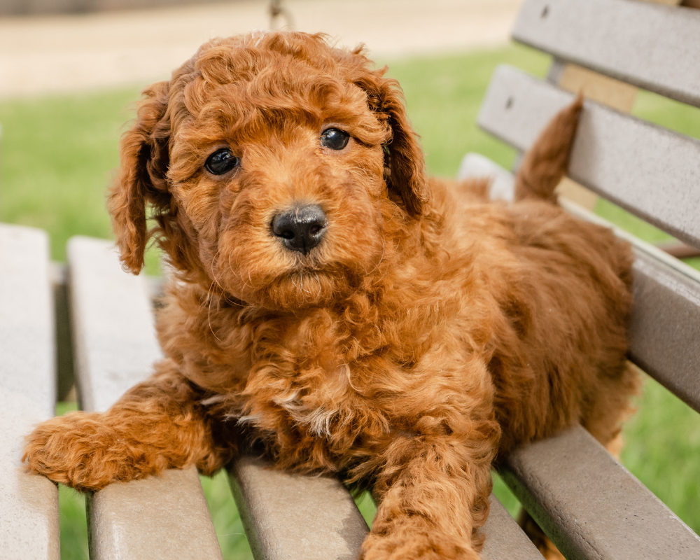 Goldendoodle Puppy Care: First Steps for New Owners