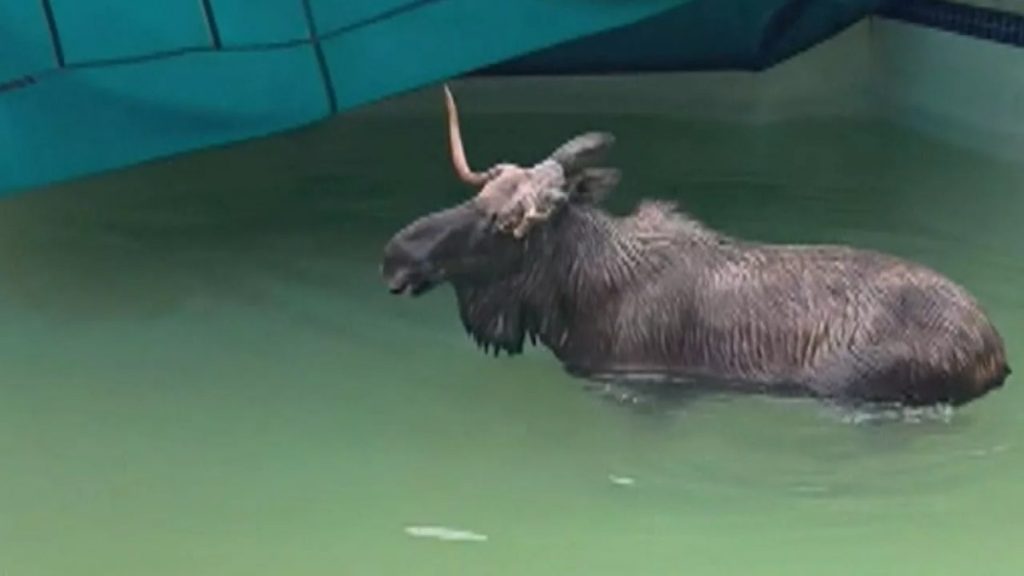 New Hampshire First Responders Rescue Moose Taking a Swim | Inside Edition