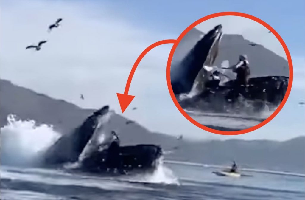 Whale Swallows Kayak, Paddlers Miraculously Escape Unharmed