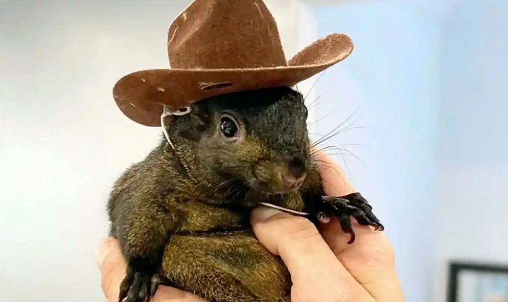 Justice for Peanut the Squirrel – Jim Miller speaks out after UFC 309 victory Justice for Peanut the Squirrel – Jim Miller speaks out after UFC 309 victory